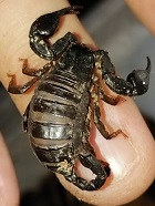 Euscorpius italicus_1